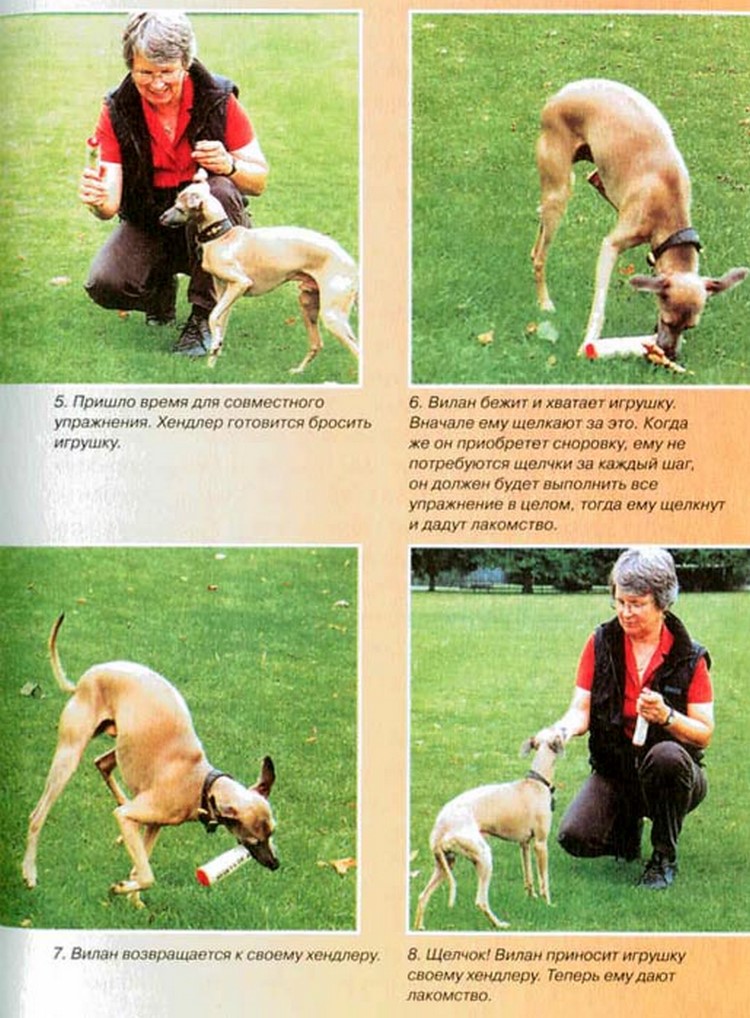 Как собаку научить команде фас — сложный процесс обучения