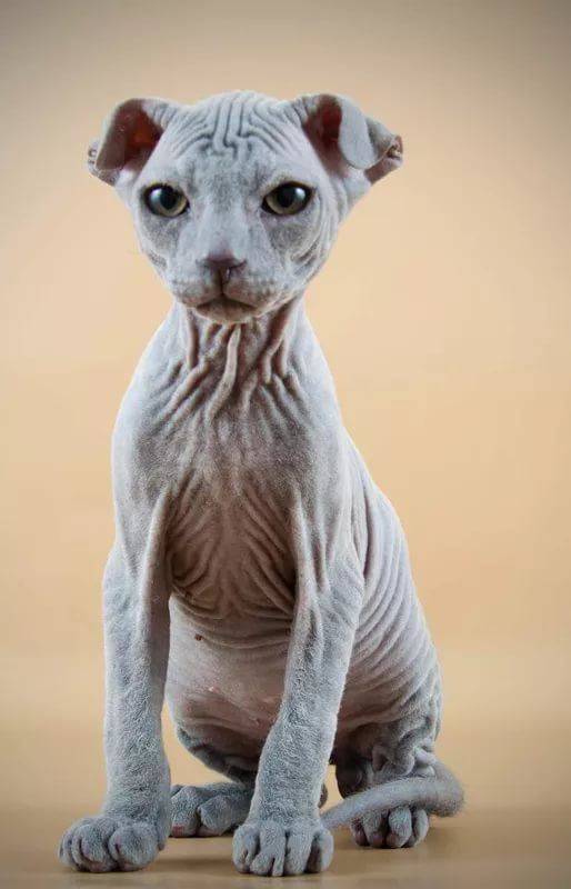 Донской сфинкс: фото кошки, стандарты, окрасы, описание породы, повадки и характер