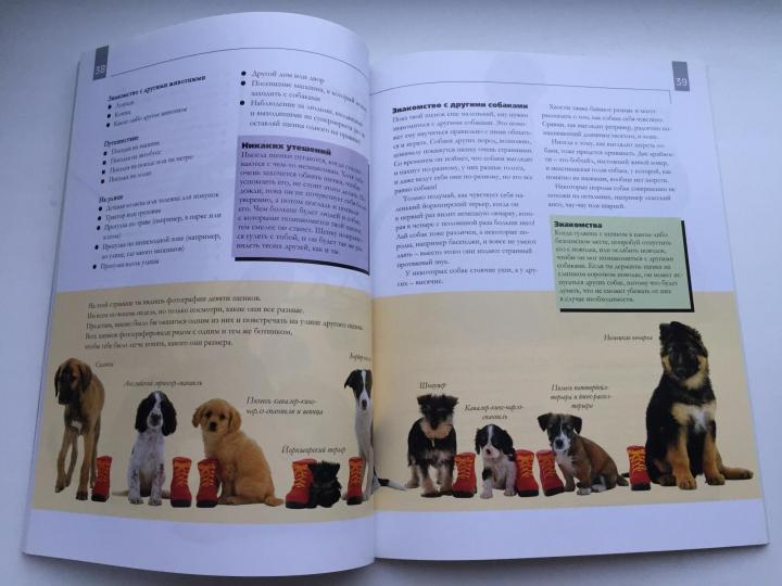 Дрессировка собак (68 фото): как научить щенков командам в домашних условиях? список команд и правила дрессуары для начинающих