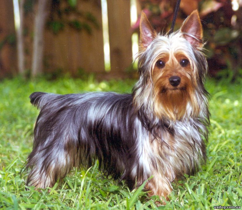 Собака австралийский шелковистый силки терьер - характеристика породы