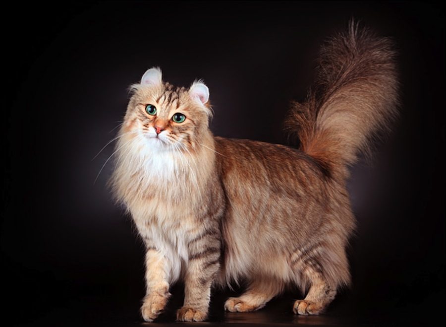 Длинношерстные кошки: список пород с фото, уход за шерстью
