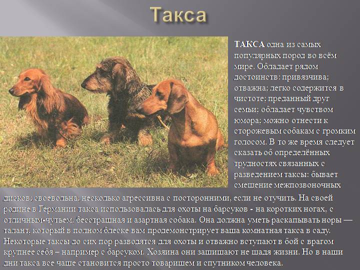Собака породы такса: фото, описание характера, принятый стандарт, интересные факты, особенности содержания, плюсы и минусы