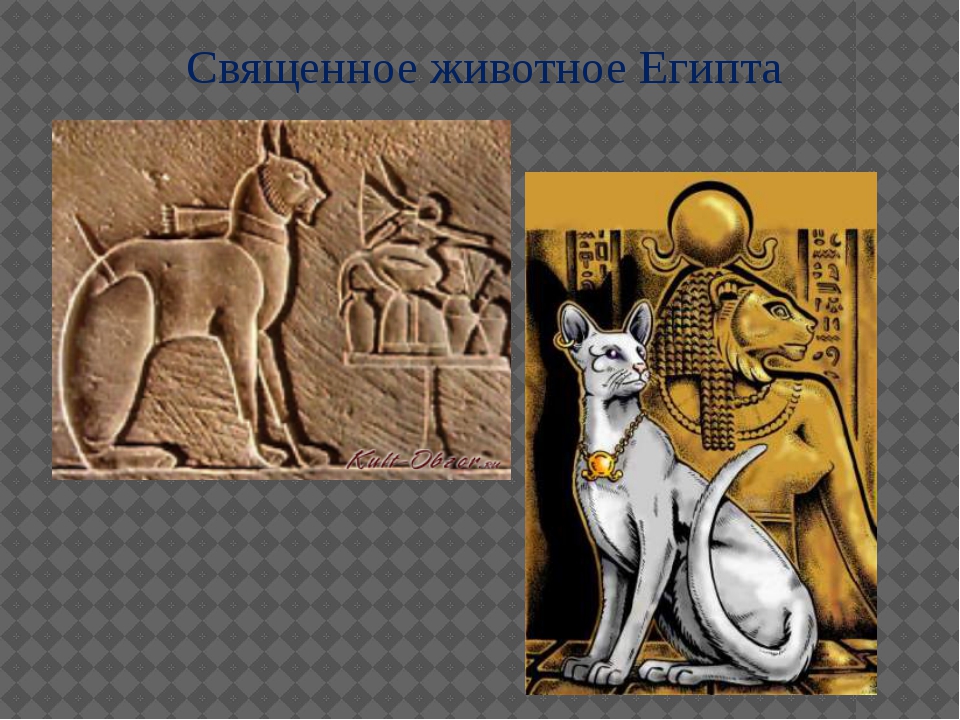 Кошки в египте: история, значение, внешность, характер и повадки, здоровье, мумификация