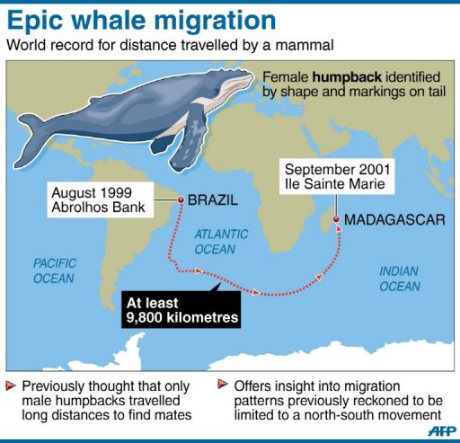 Самый большой кит в мире — внешние особенности, питание, обитание и размножение