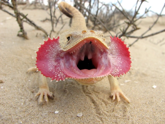 Круглоголовка-вертихвостка – ящерица с диковинным названием