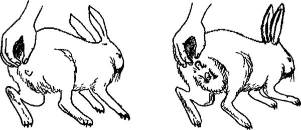 Декоративные кролики: история, внешний вид, описание, фото | zoodom