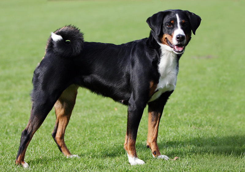 Аппенцеллер зенненхунд (аппенцельская горная собака) - фото, характер, описание породы