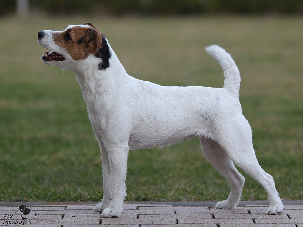 Парсон-рассел-терьер (31 фото): описание породы, характер щенков. стандарт гладкошерстных собак. вес и рост