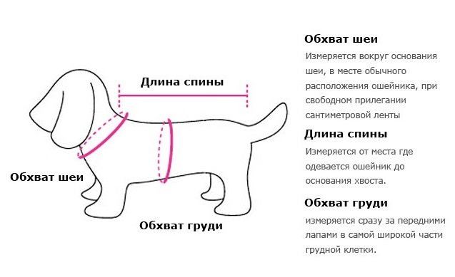 ᐉ как померить спинку собаки? - zoomanji.ru