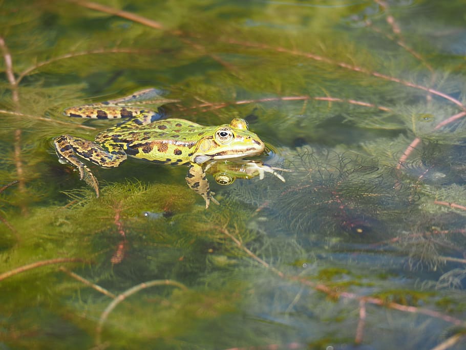 Земляная жаба. описание, особенности, виды и среда обитания земляной жабы