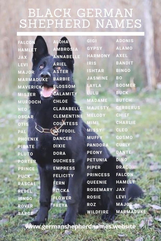 Клички для собак мальчиков немецких овчарок и имена девочек