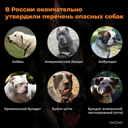 В россии утвержден список потенциально опасных пород собак « бнк