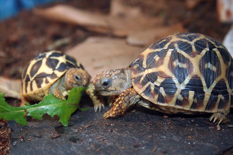 Чем кормить черепаху сухопутную в домашних условиях - чем их можно кормить в домашних условиях и чем нельзя
