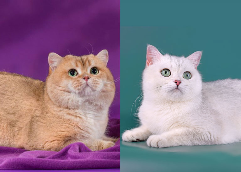 Кошка кинкалоу: описание внешности и характера, уход за питомцем и его содержание, выбор котёнка, отзывы владельцев, фото кота