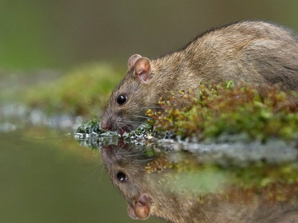 Водяная крыса: фото, описание, активность, питание. водяные крысы