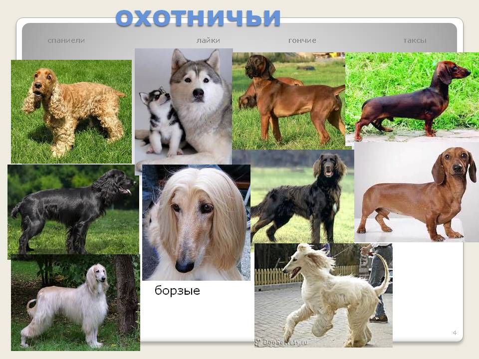 Напиши породу собак. Породы собак названия. Охотничьи собаки разных пород. Охотничьи собаки названия. Породы охотничьих собак с фотографиями и названиями.