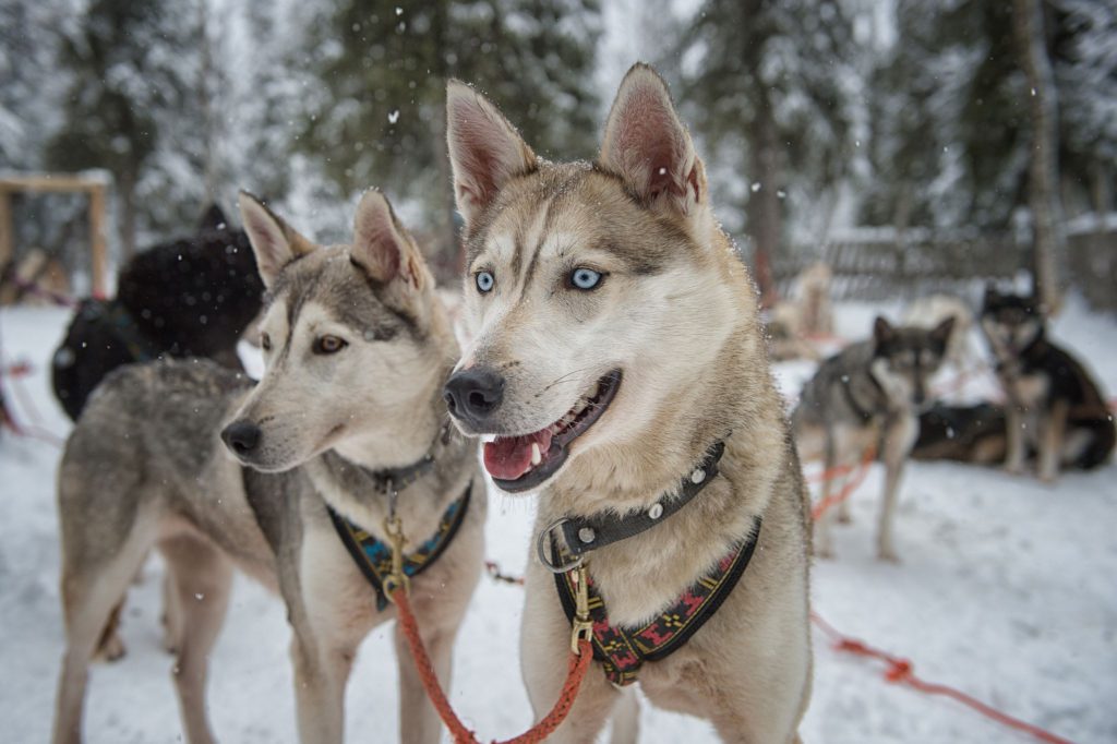 Северные породы собак – от всеми любимых до малоизвестных