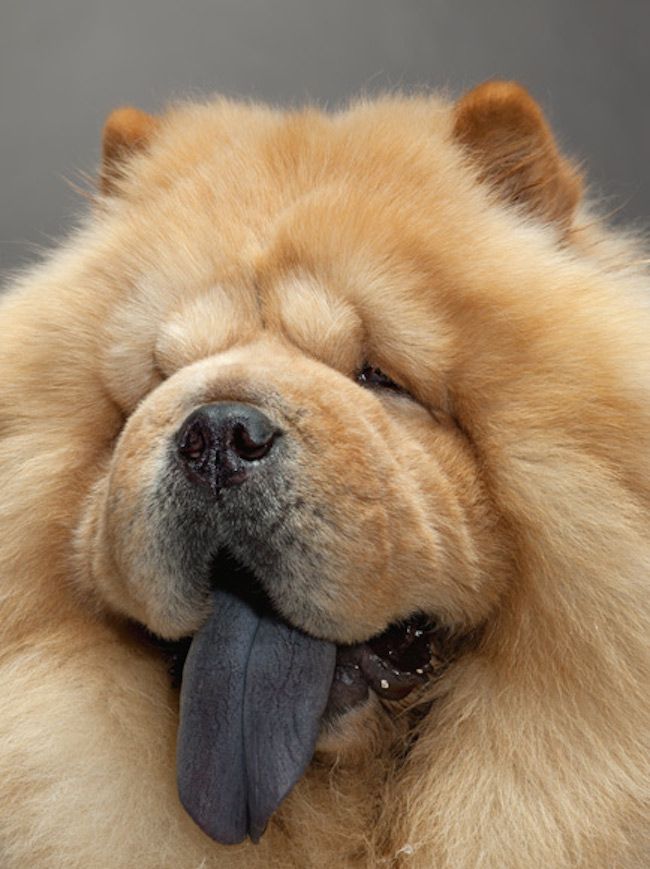 Чау-чау: фото и описание собаки с фиолетовым языком