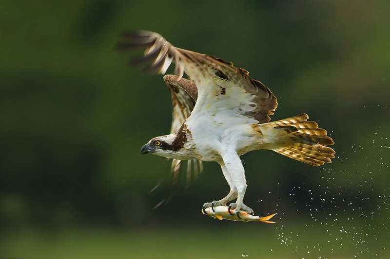 Скопа – хищная птица-рыболов. доклад с фотографиями и видео