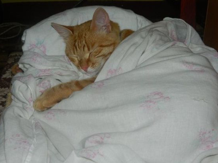 Что делать, если кошка начала гадить на кровать, возможные причины