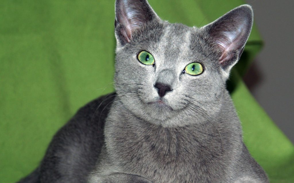 Русская голубая кошка: описание породы