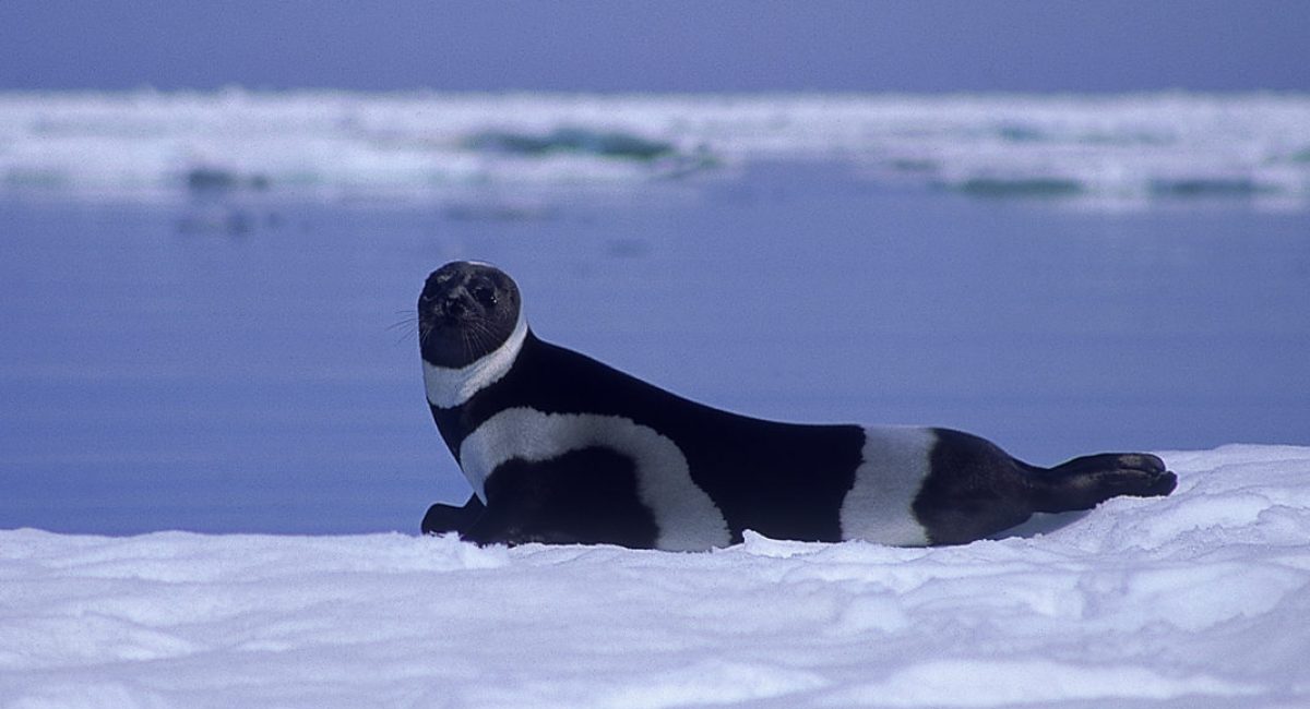 Полосатый тюлень - чудесное создание природы: фото, описание, места обитания