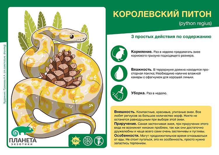 Маисовый полоз - идеальная домашняя змея | derenu.ru