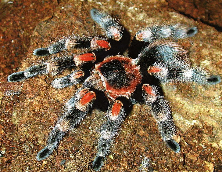 Паук тарантул (как выглядит, описание, среда обитания, питание)