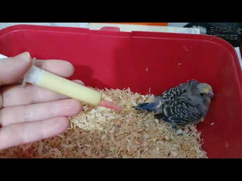 Чем кормить птенцов волнистых попугаев и как ухаживать