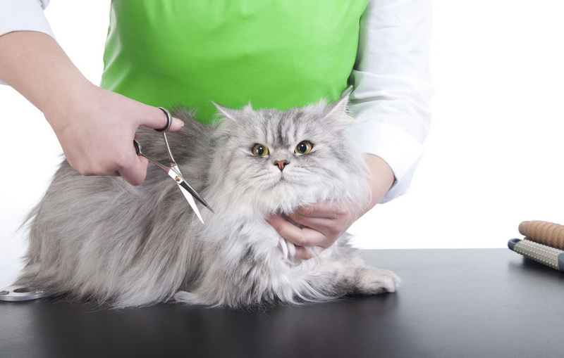 Груминг кошек на дому: виды и особенности кошачьей гигиены