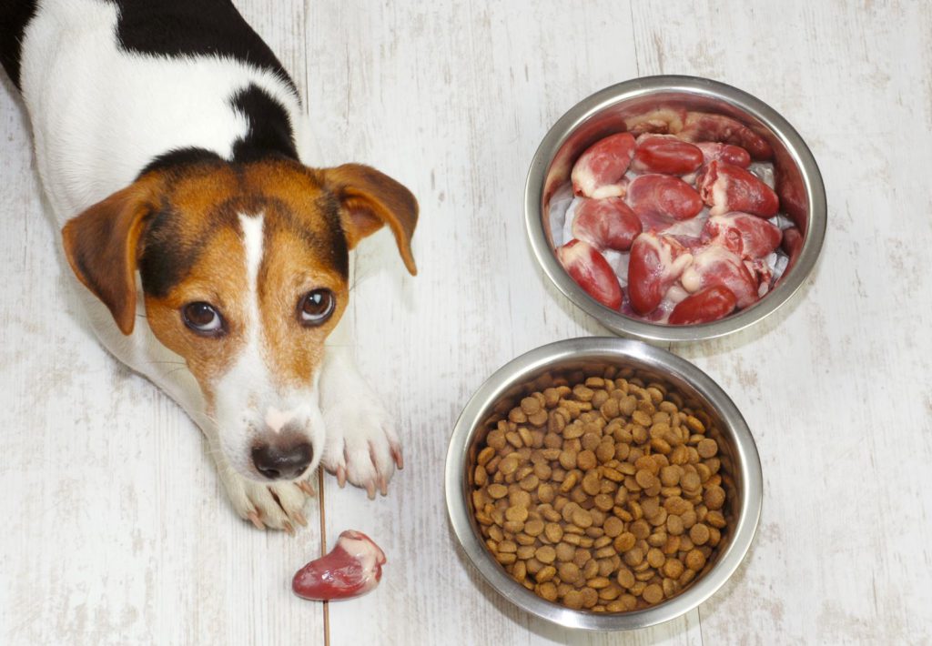 Стоит ли давать взрослым собакам и щенкам молочные продукты: плюсы и минусы