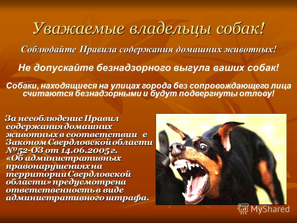 «новый зоозащитный закон используют против волонтеров». в белгороде суд обязал активистку ликвидировать приют для бездомных животных · «7x7» горизонтальная россия