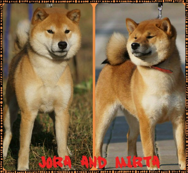 Сиба-ину фото, описание породы собак, цена щенка, отличия от акита, отзывы