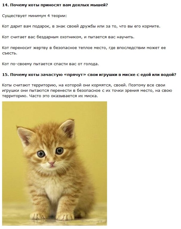 50 интересных фактов о кошках