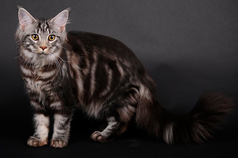 Азиатская табби (28 фото): описание породы кошек, характер котов. содержание котят