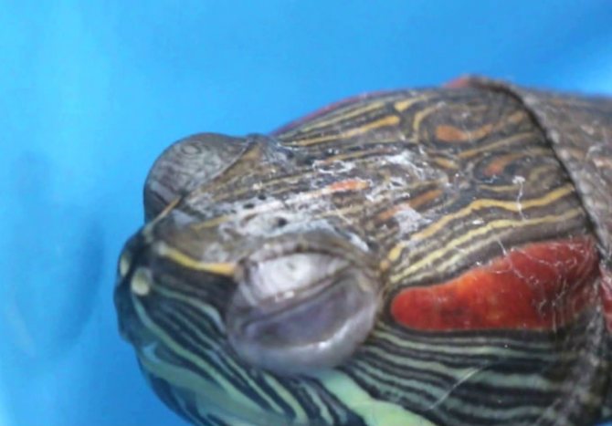 Заболевания красноухих черепах, их диагностика и лечение