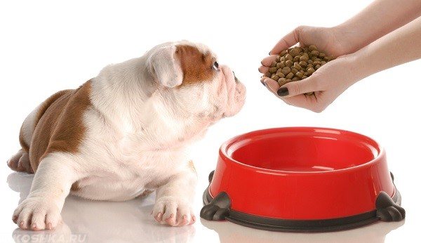 Как правильно размачивать сухой корм собакам