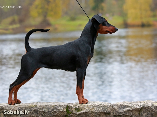 Немецкие пинчеры (33 фото): описание породы, стандартные окрасы щенков, характер собак. как выглядит стандарт породы?
