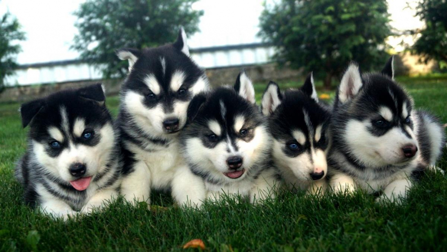 Имена для хаски: как можно назвать собак этой породы? самые красивые клички для щенков, лучшие имена из фильмов для псов