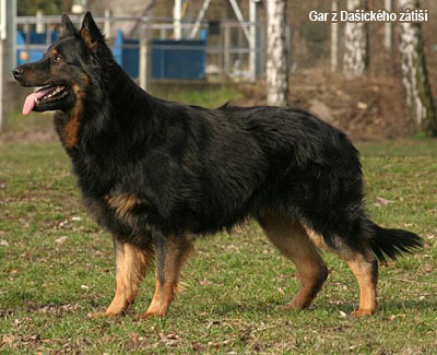 Чехословацкая волчья собака ???? фото, описание, характер, факты, плюсы, минусы собаки ✔