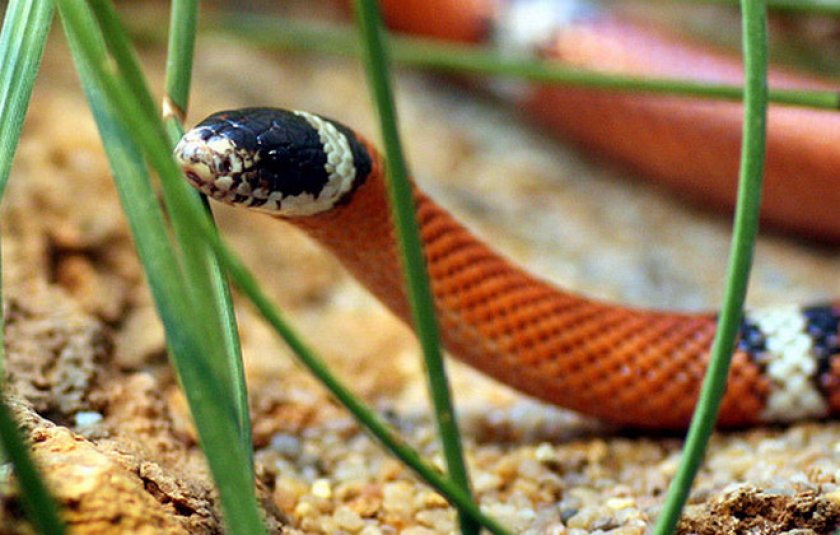 Виды домашних змей: уход, кормление и особенности содержания