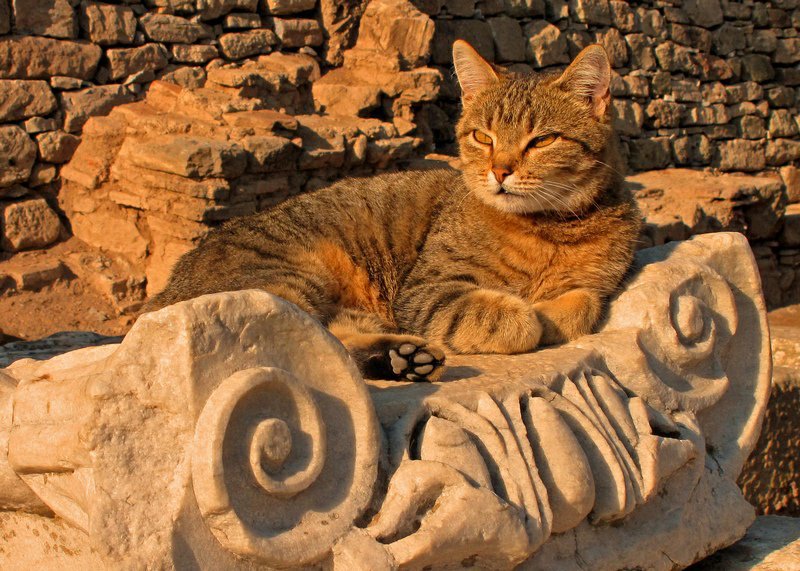 Кошка в мифологии - исторический дискуссионный клуб