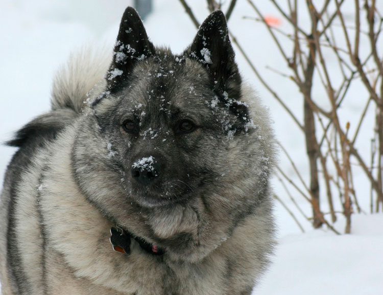Порода собак норвежский элкхаунд: характер, питание, окрас и отзывы собаководов