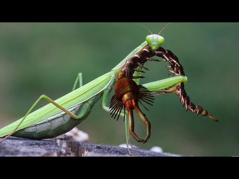 Богомол – насекомое-инопланетянин