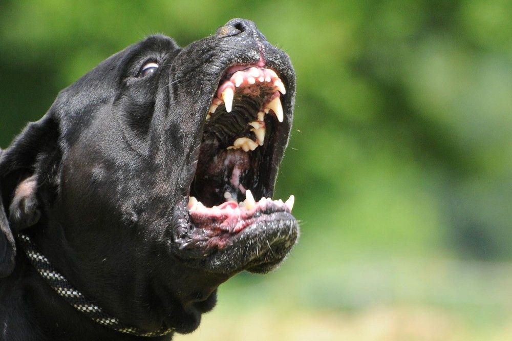 Топ-10 пород собак с самым сильным укусом: рейтинг и описание обладателей «мертвой» хватки
