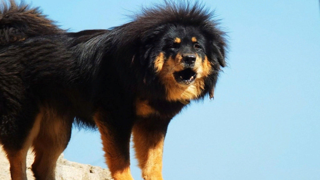Самые дорогие собаки в мире — топ-10 пород с фото, ценами и описаниями