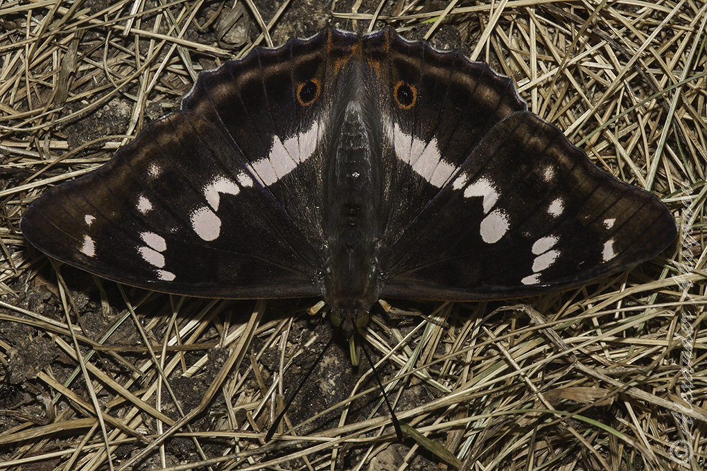 Бабочка репница — описание среда обитания виды