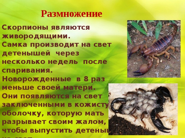 Желтый скорпион: образ жизни, интересная информация