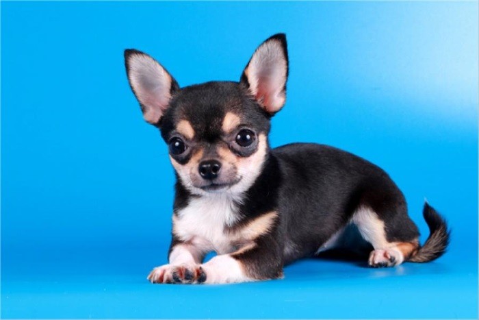 Самые миниатюрные собачки в мире – чихуахуа