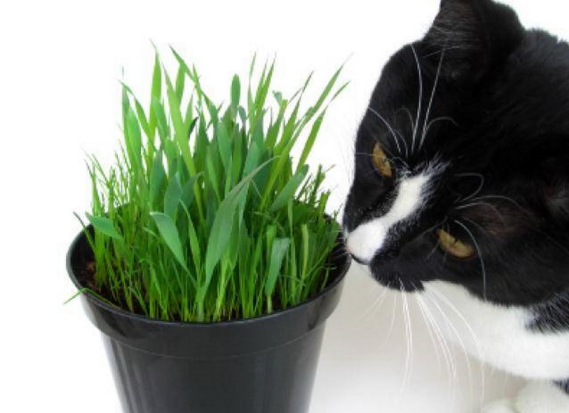 Нужна ли трава кошкам: какую травку любят и зачем ее едят, как посадить